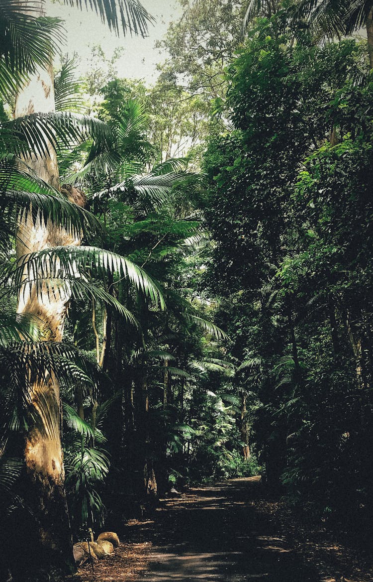 Landscape Photography Of A Forest In Australia