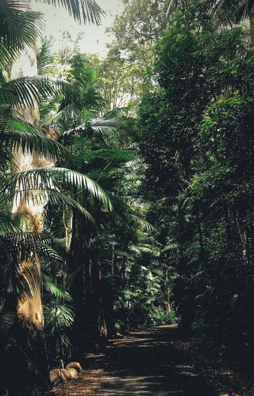Free Explore a serene rainforest path with vibrant greenery on Tamborine Mountain, QLD, Australia. Stock Photo
