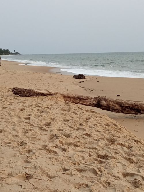 Free Serene sandy beach scene with driftwood and gentle ocean waves under a cloudy sky. Stock Photo