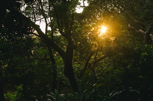 Gratis Pohon Hutan Hijau Foto Stok