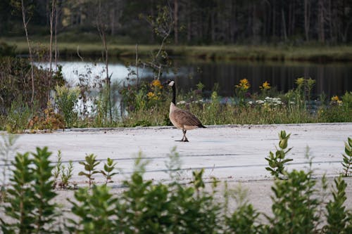 Canada Goose Near Water