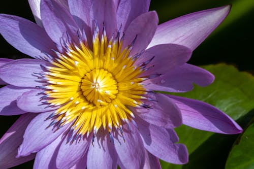 Close-Up Shot of a Water Lily 