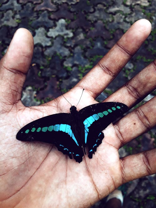 Free stock photo of butterfly, hand