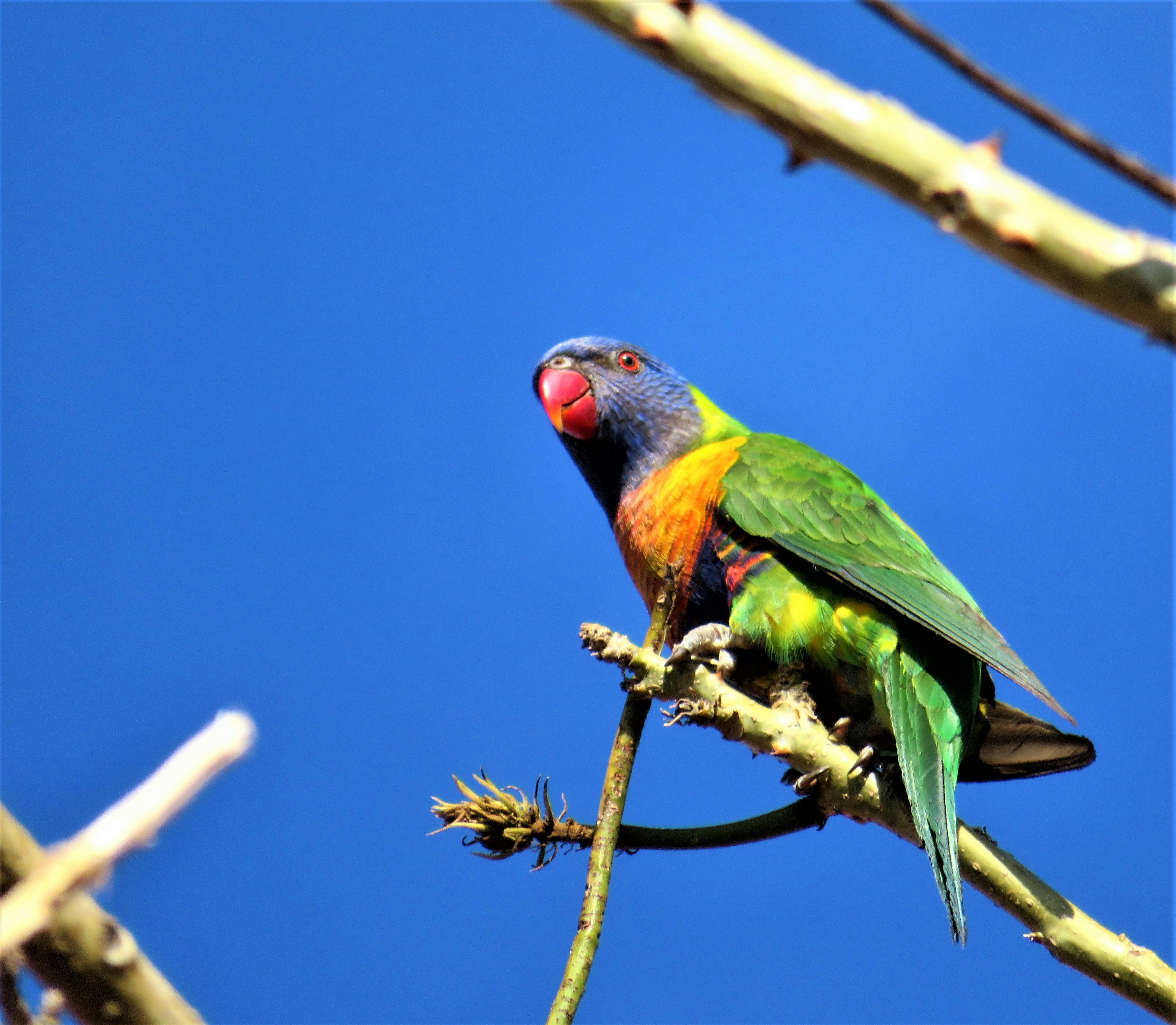 rainbow lorikeet wildbird