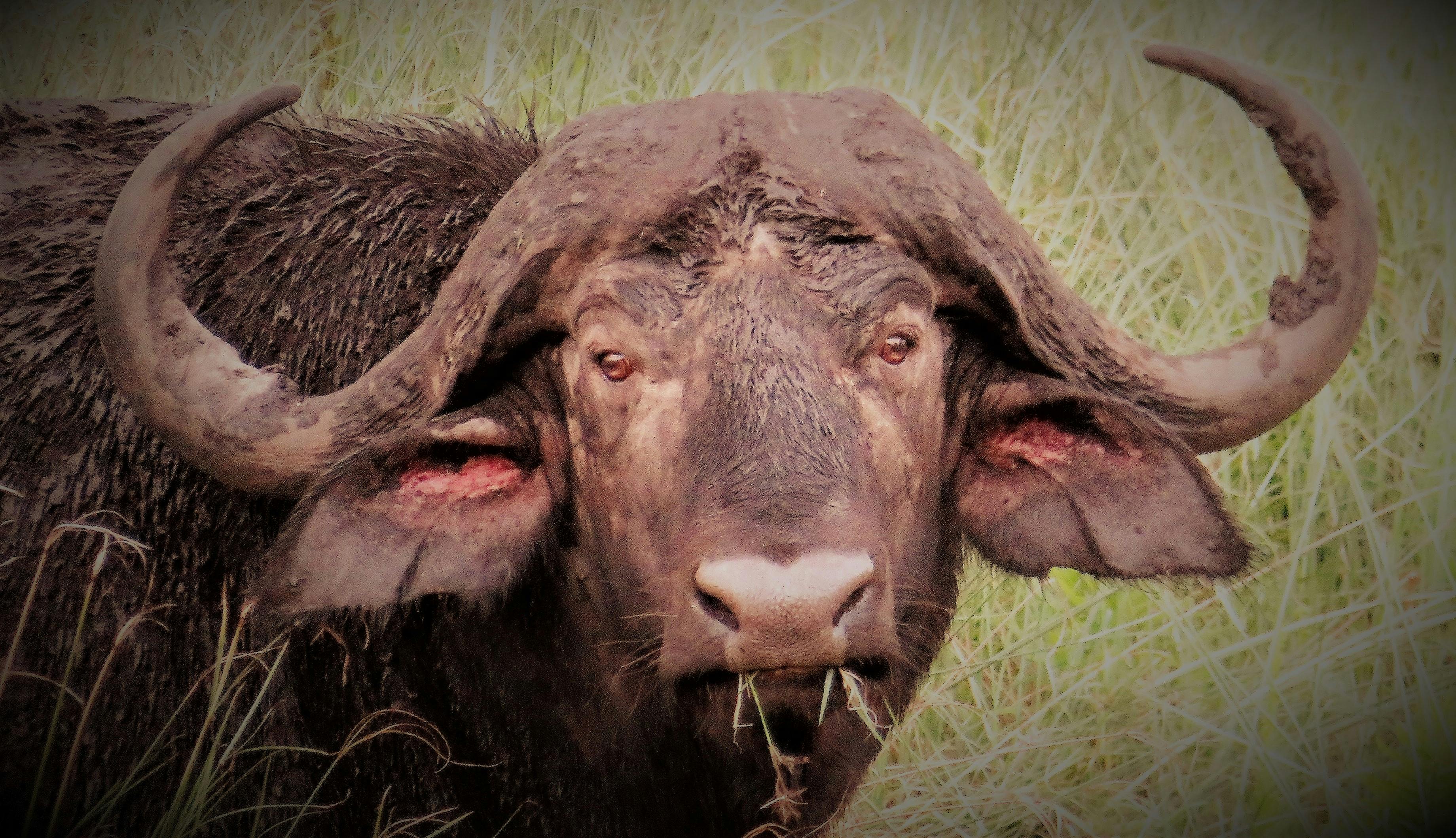 有关水牛 水牛公牛 水牛角的免费素材图片