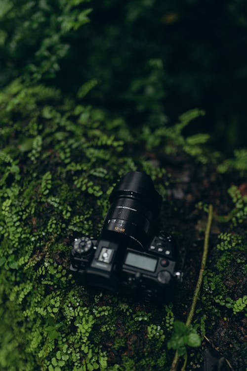 DSLR Camera on Mossy Ground