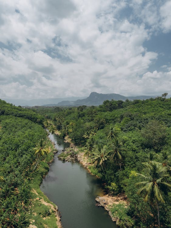 Green Trees Near River Under White Clouds