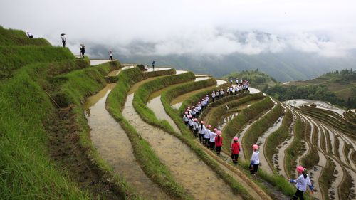 Free Group of people exploring expansive rice terraces in foggy rural landscape. Stock Photo