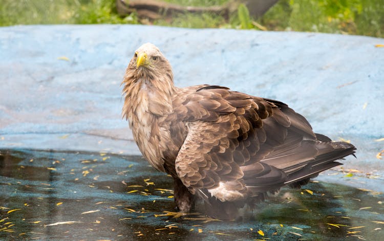 Photo Of A White-Tailed Eagle