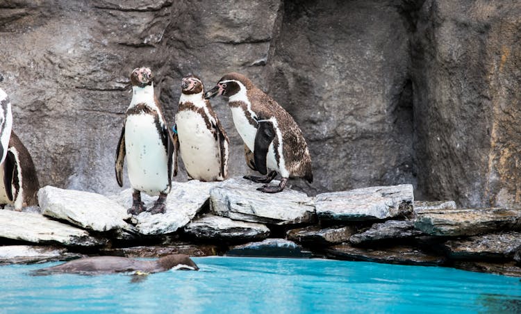 Penguins At A Zoo