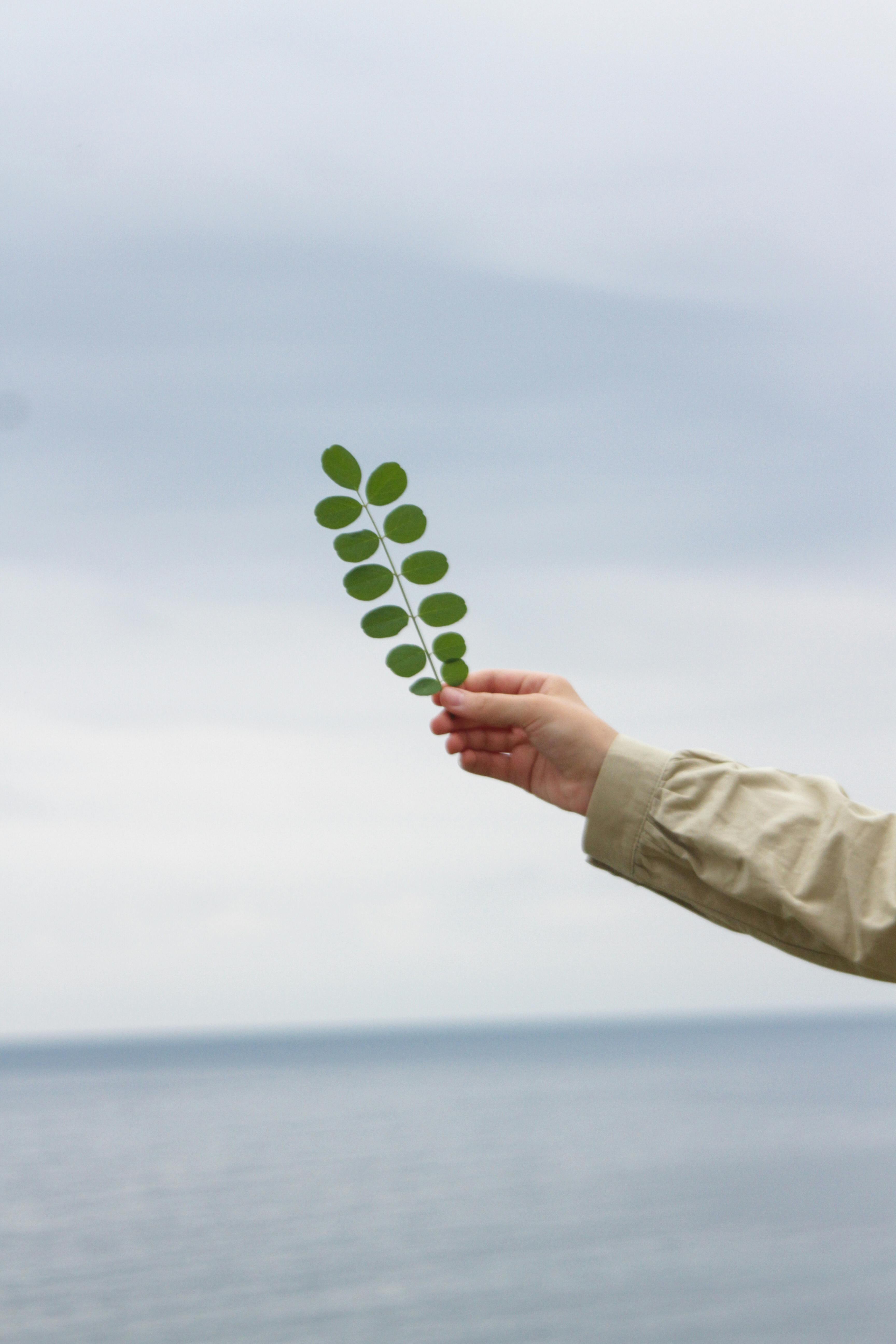 A person's hand extends a green leaf against the backdrop of a calm blue ocean and a cloudy sky.