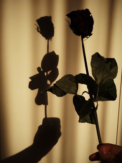 Rose Beside a Mirror