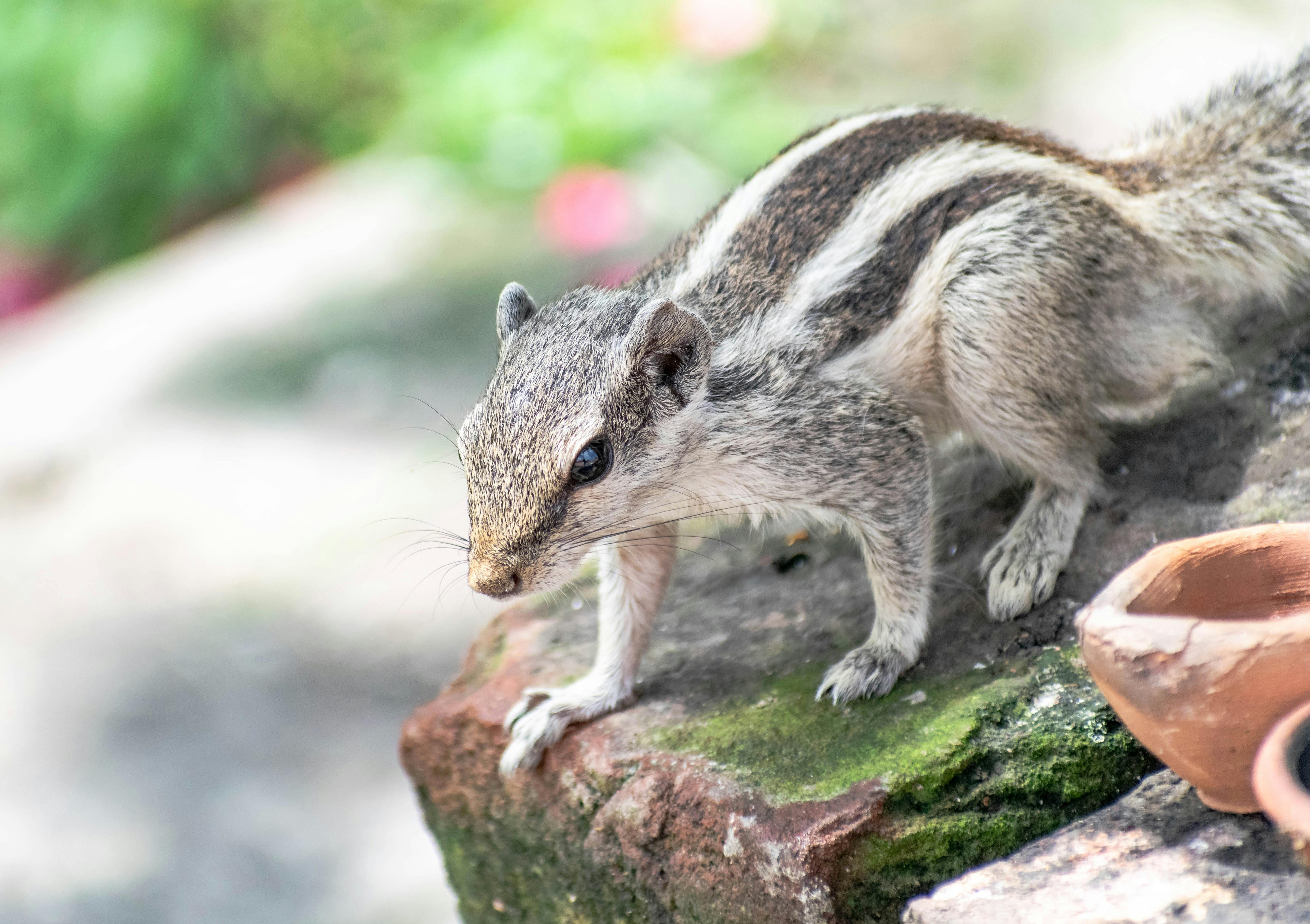 What animal cant be defeated?