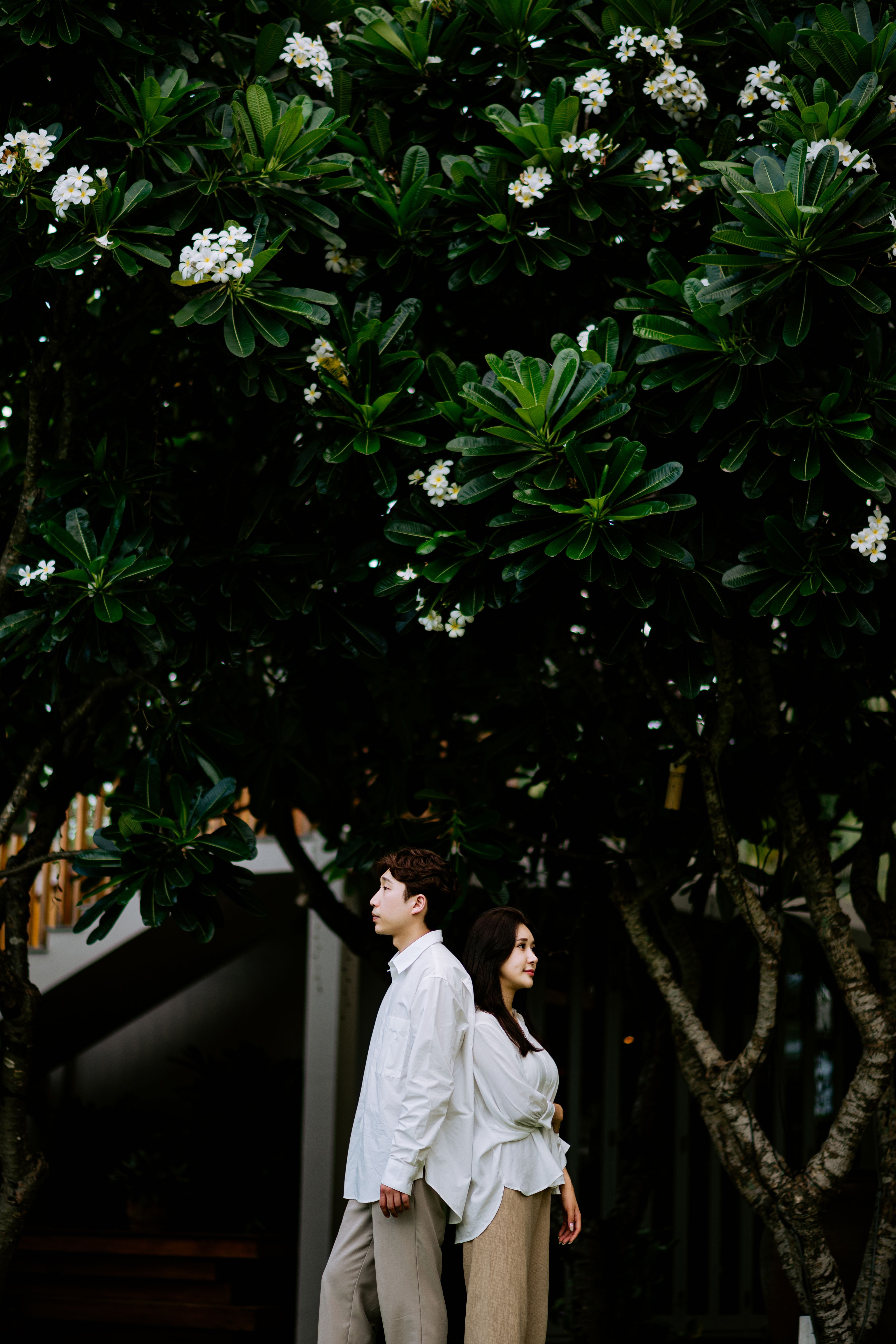 Asian couple standing back to back under white flowering trees in a serene outdoor setting.