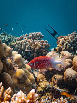 Brightly colored fish swimming among corals in a vibrant underwater scene.