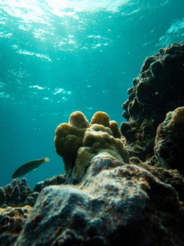 Explore a vibrant underwater coral reef scene with fish swimming through sunlight.