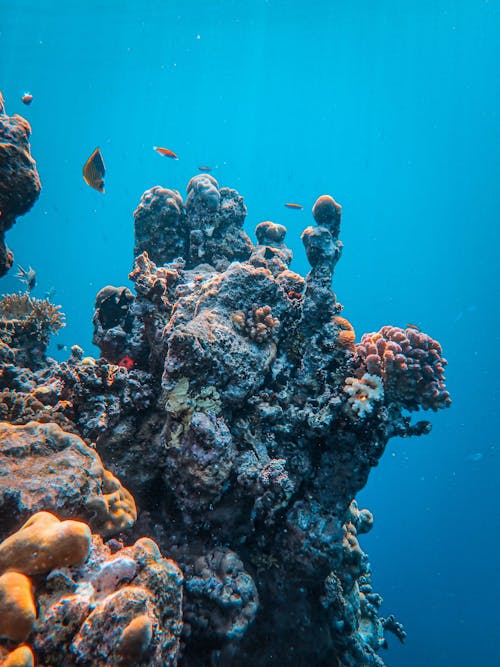 Foto d'estoc gratuïta de aquàtic, busseig, escull de corall