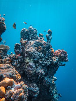 Explore the vibrant colors of a thriving coral reef ecosystem underwater.
