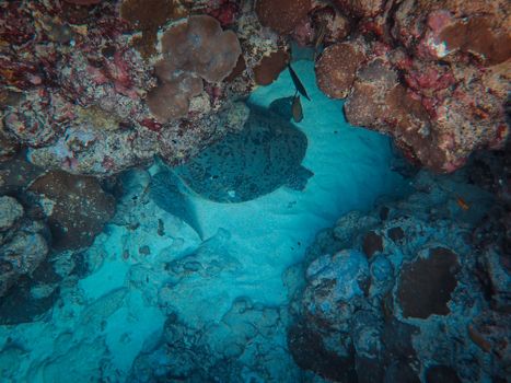 Turtle hidden in vibrant coral reef underwater, showcasing marine biodiversity.