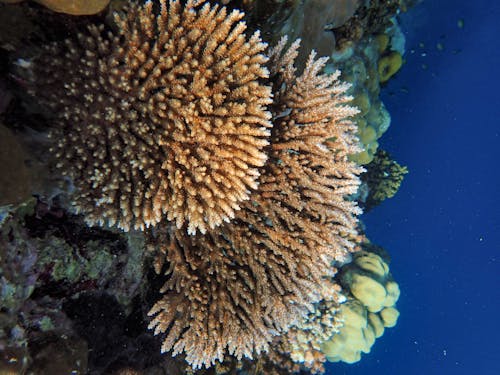 Close-up Photo of Corals Underwater