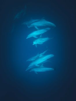 dolphin photo