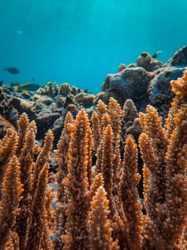 Stunning close-up of a lively coral reef underwater showcasing diverse marine life.