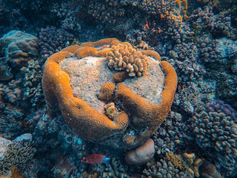 Close-up of vibrant coral reef teeming with marine life underwater.