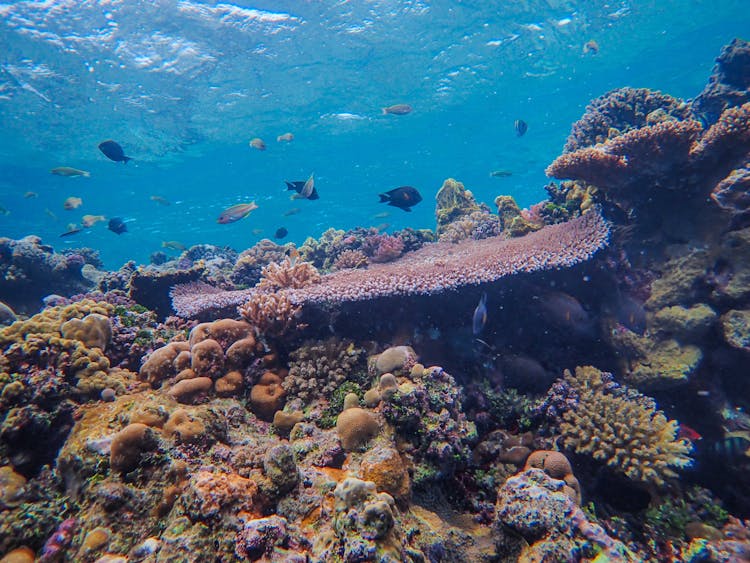 Fishes Underwater