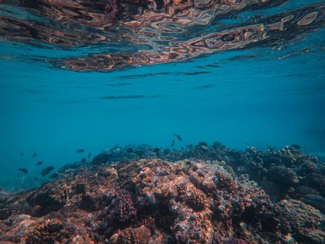 Explore a colorful coral reef teeming with marine life in a serene underwater environment.