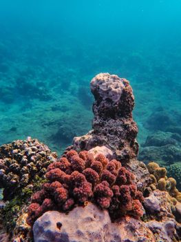 Close-up of colorful corals in an underwater reef, showcasing diverse marine life.