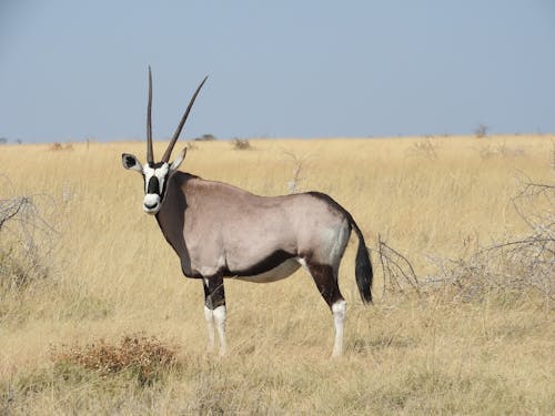 An Oryx on Brown Grass Field