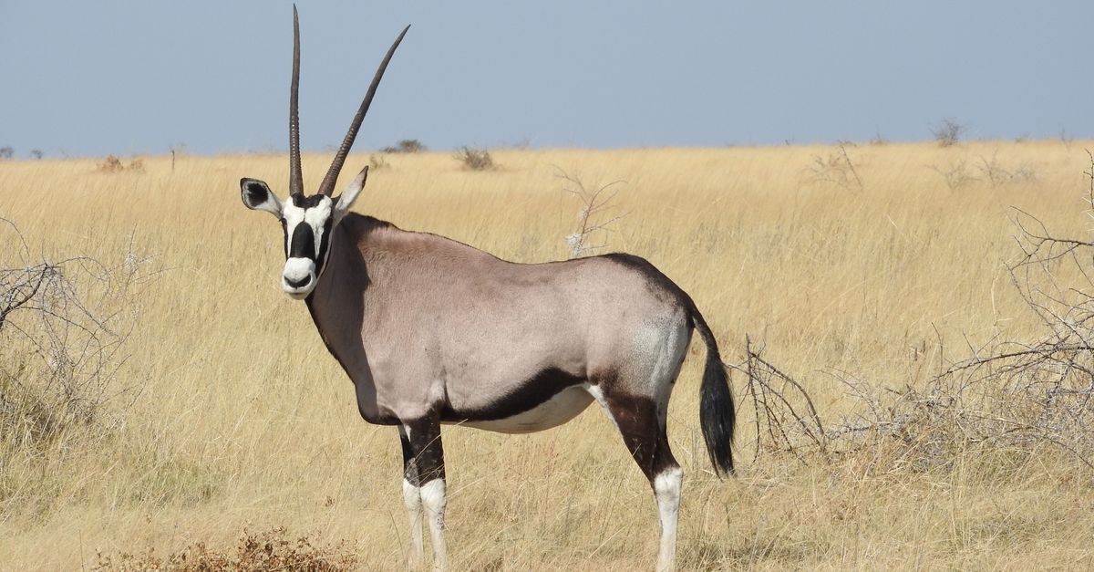 Photo of Namibia