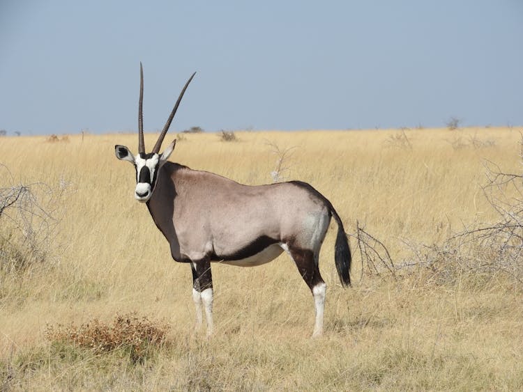 An Oryx On Brown Grass Field