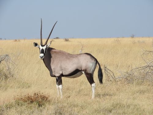Free A majestic oryx stands in the vast grasslands of Namibia's wilderness. Stock Photo