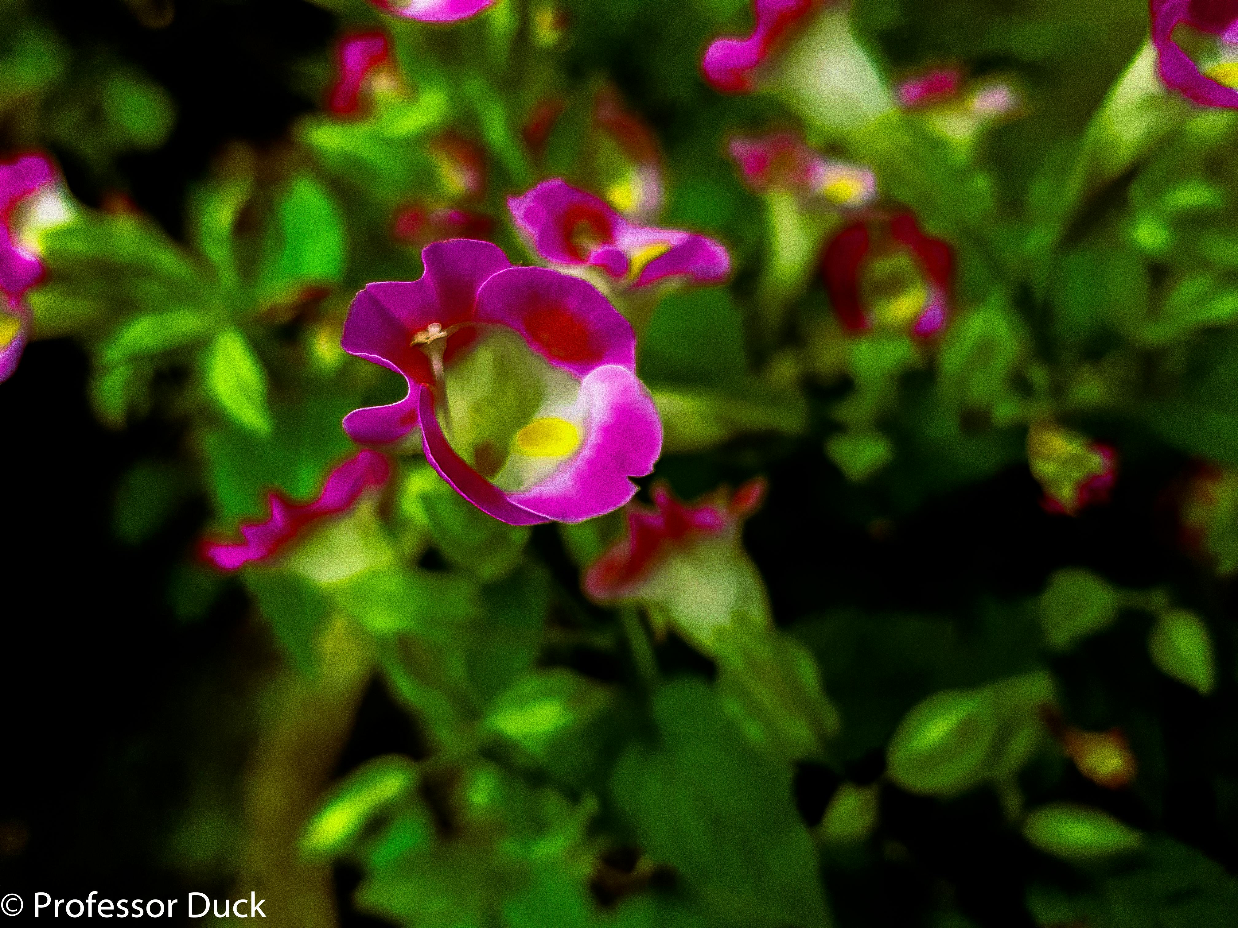 Free stock photo of dark, flower, pink