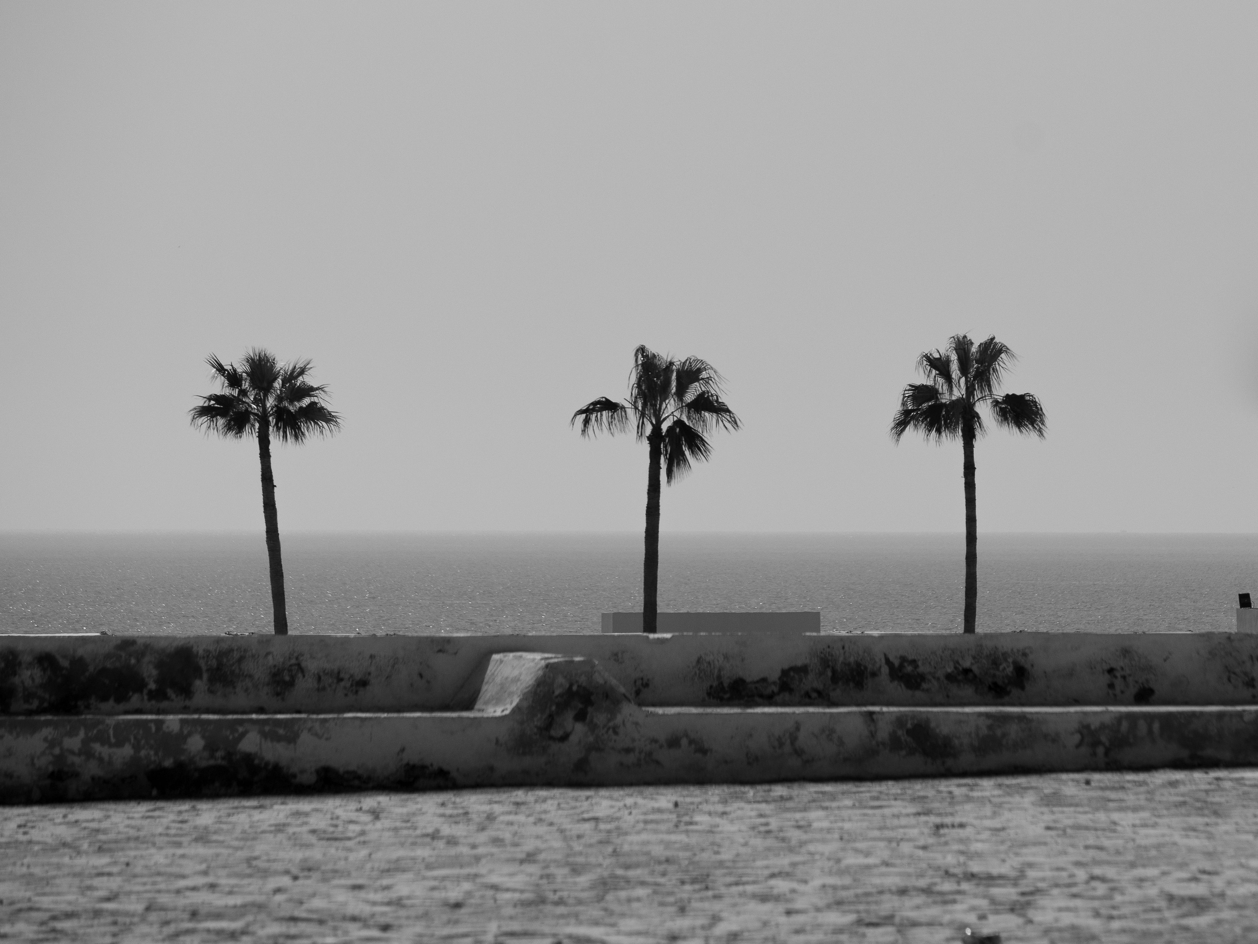 A black and white photograph of palm trees along the seaside, evoking a vintage feel.