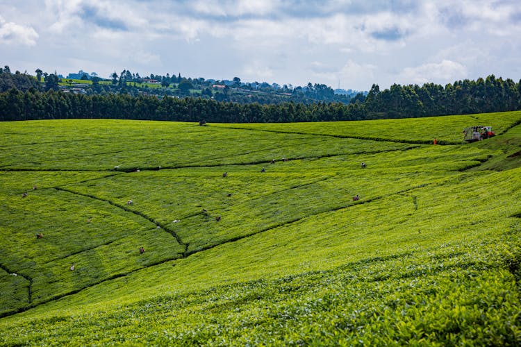 Farmers On Green Grass Fields