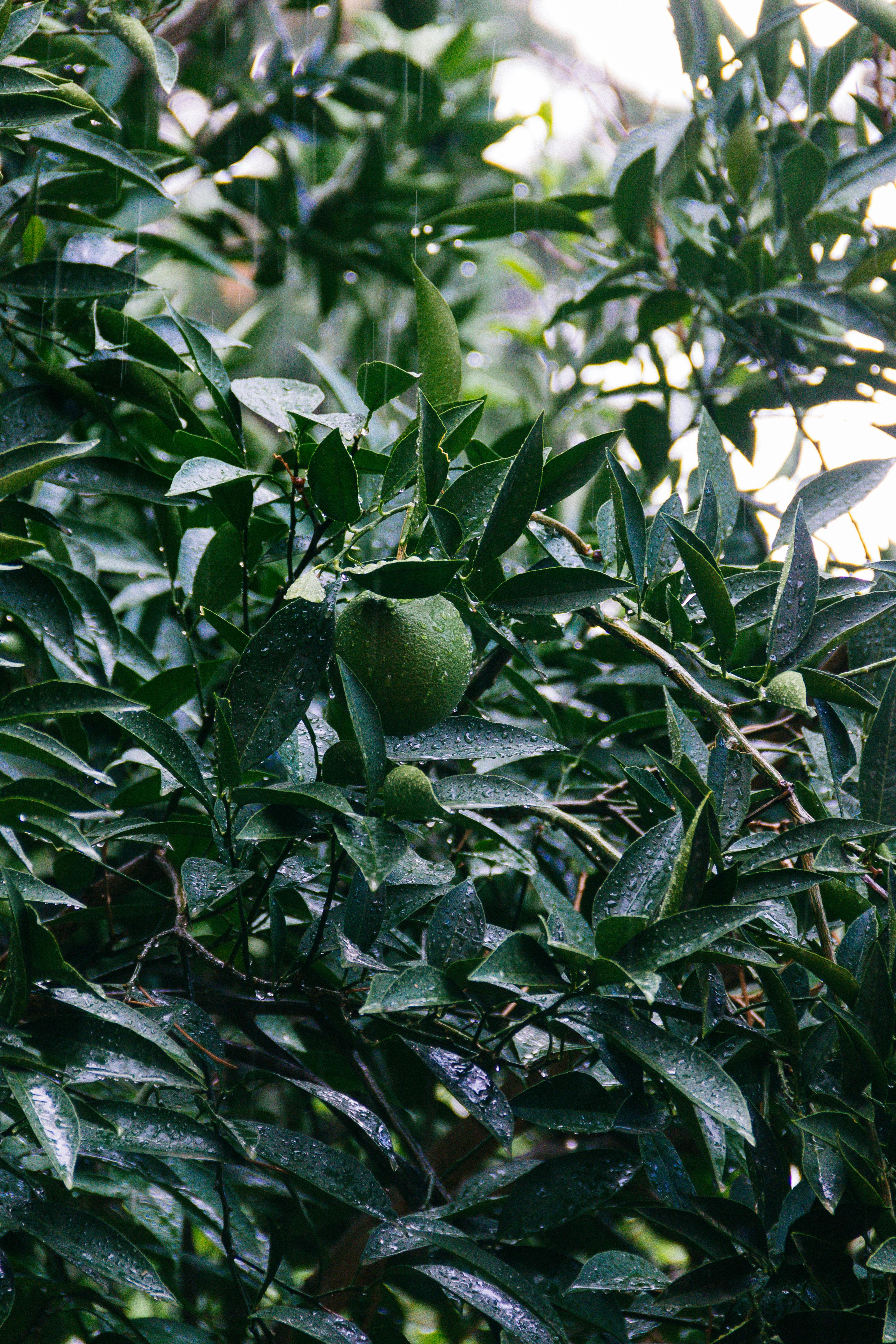 Lime Growing on a Tree · Free Stock Photo
