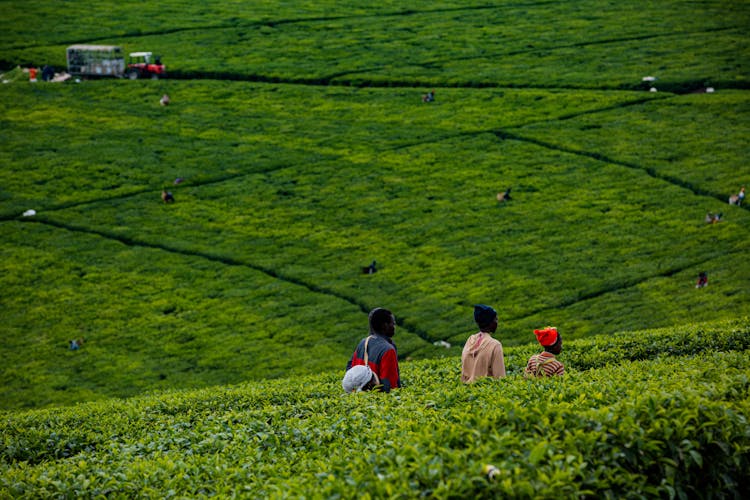 Farmers Harvesting On A Plantation