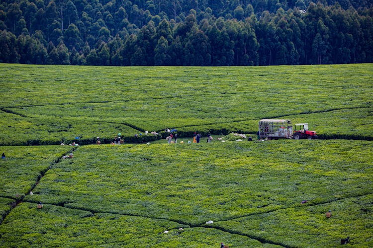 People Working On A Farm 