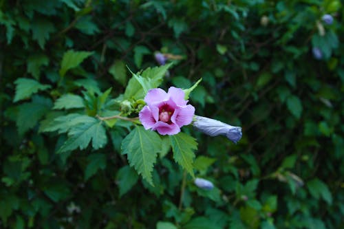 Blossoming Hibiscus syriacus Flower