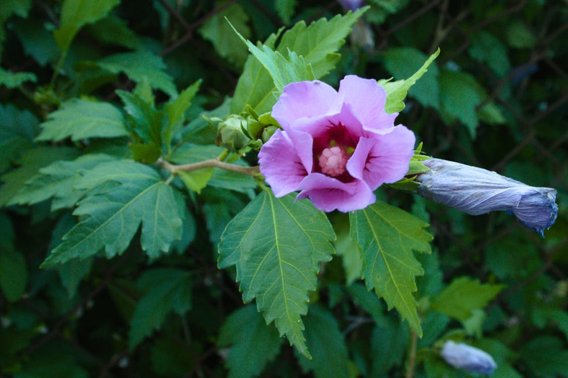 Pink Hibiscus Flower and Green Leaves