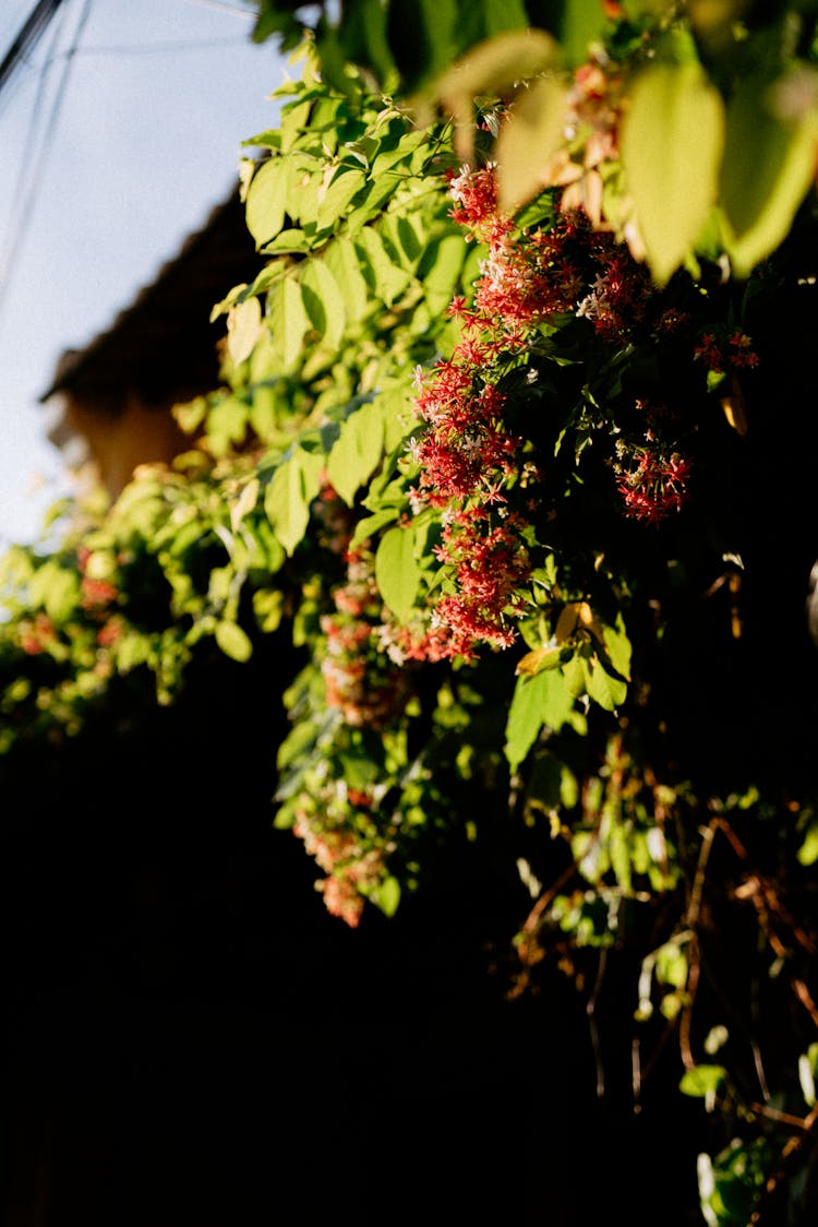 Flowers And Foliage