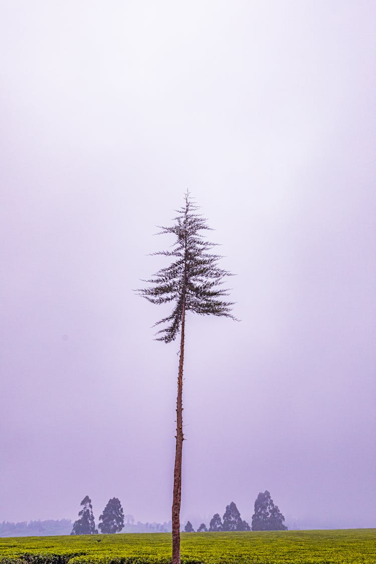 Tall Tree On A Field Under A Cloudy Sky 