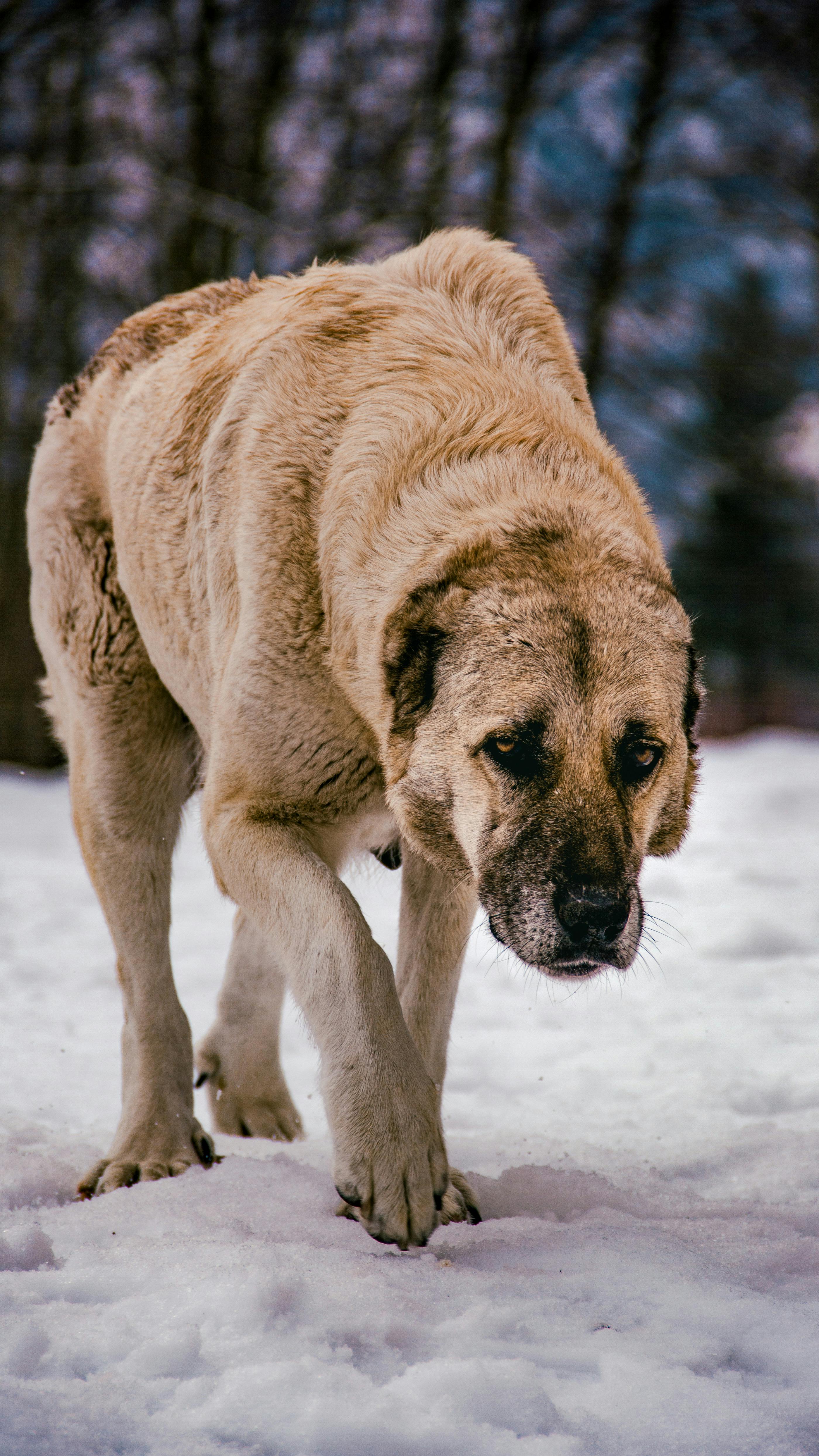 Dog Walking on Snow Covered Ground · Free Stock Photo