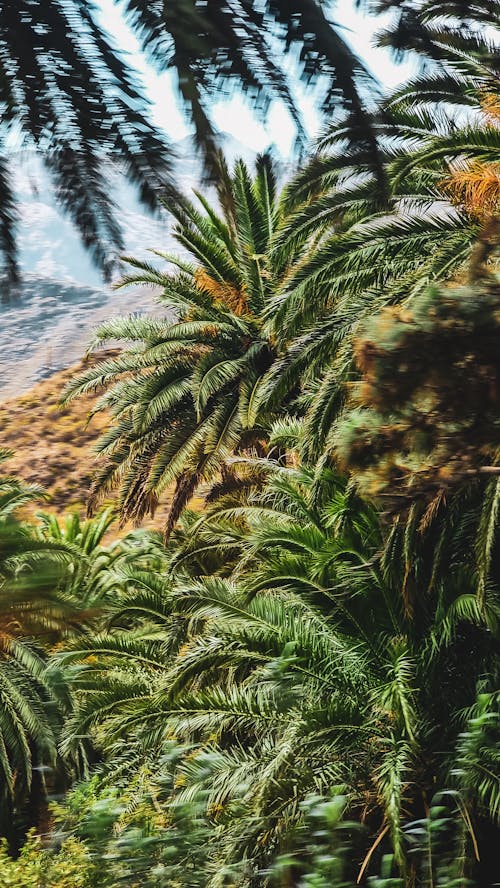 垂直拍攝, 夏天, 棕櫚 的 免費圖庫相片