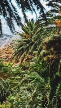 A vibrant tropical forest of palm trees in Spain, showcasing lush green foliage.