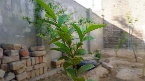 Kostenloses Stock Foto zu einen baum pflanzen, guave, kleine guavenpflanze