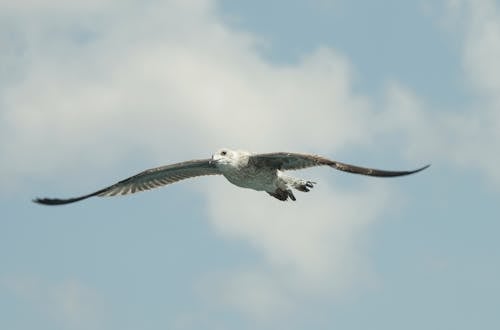 Бесплатное стоковое фото с голубое небо, летающий, орнитология