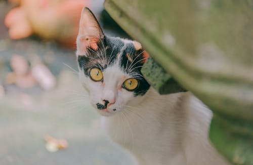 무료 흰색과 검은 색 고양이의 클로즈업 사진 스톡 사진